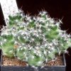 Mammillaria_coahuilensis